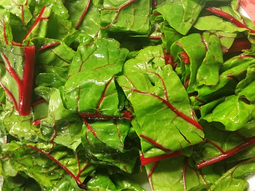 Red Swiss chard