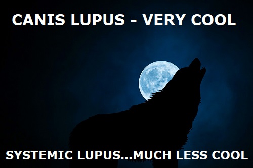 canis systemic lupus